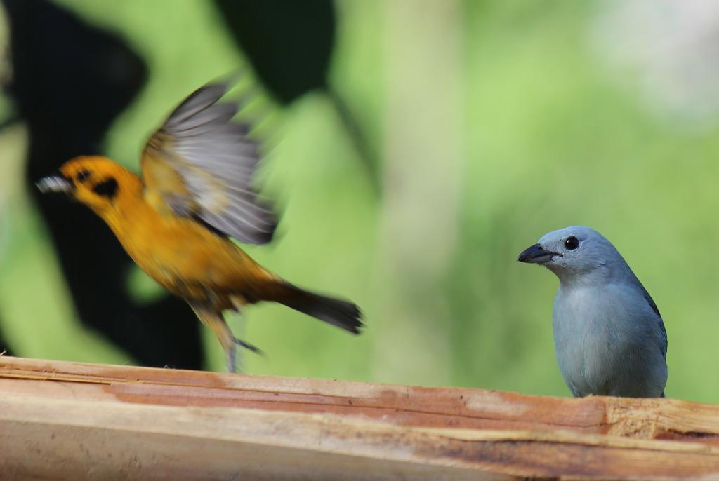 Saguamby Mindo Lodge Luaran gambar